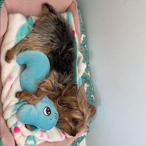 Seahorse dog toy